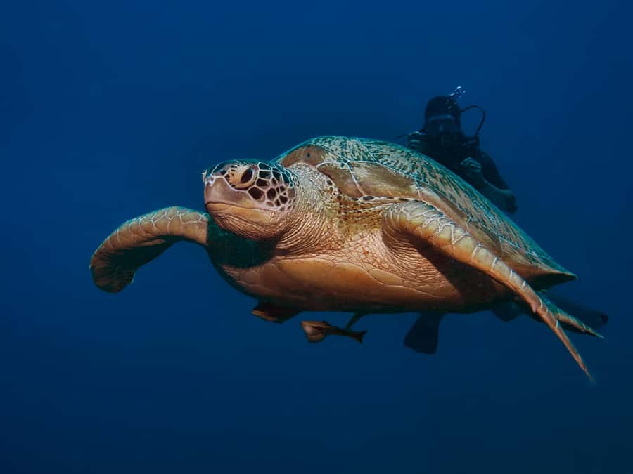 Gili Meno: Discover Scuba Diving for the first time - Should you book Gili Meno’s first scuba experience?