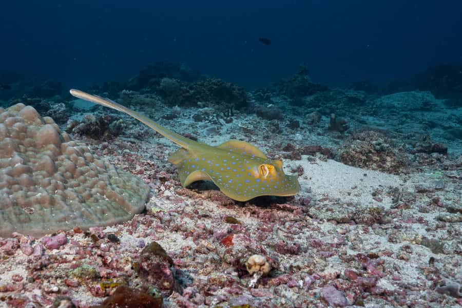Gili Trawangan : Discovery Scuba Diving - Taking the boat to a beginner-friendly site