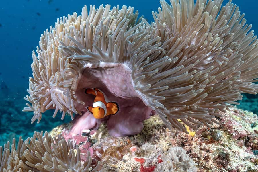 Gili Trawangan : Discovery Scuba Diving - Who should choose this experience?