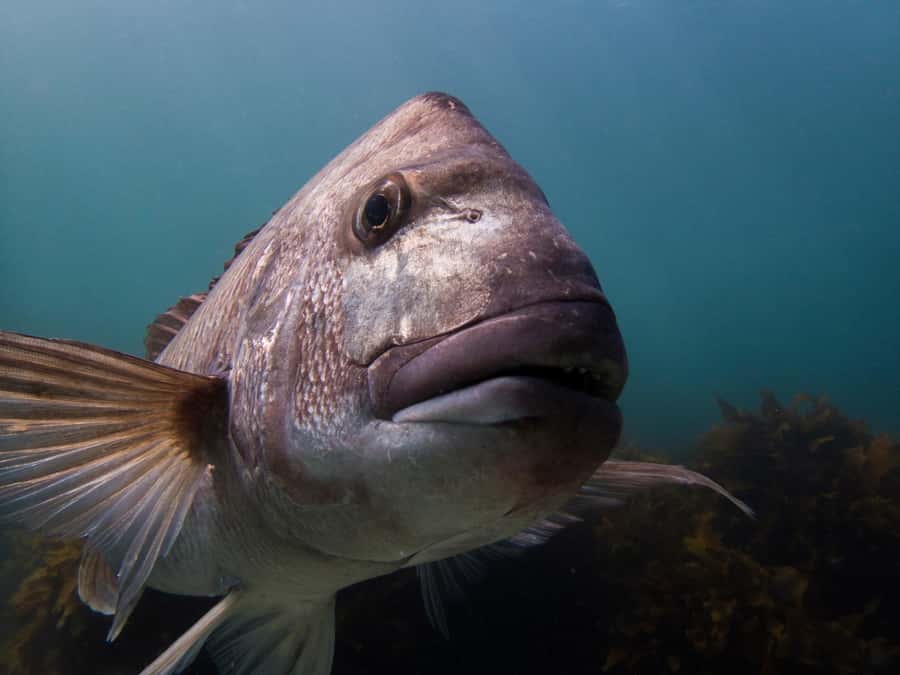 Goat Island Try Scuba Diving Experience - Key points before you book