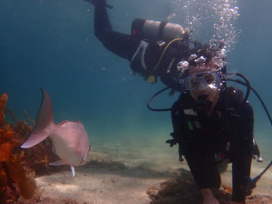 Goat Island Try Scuba Diving Experience - The marine reserve experience, without touching wildlife