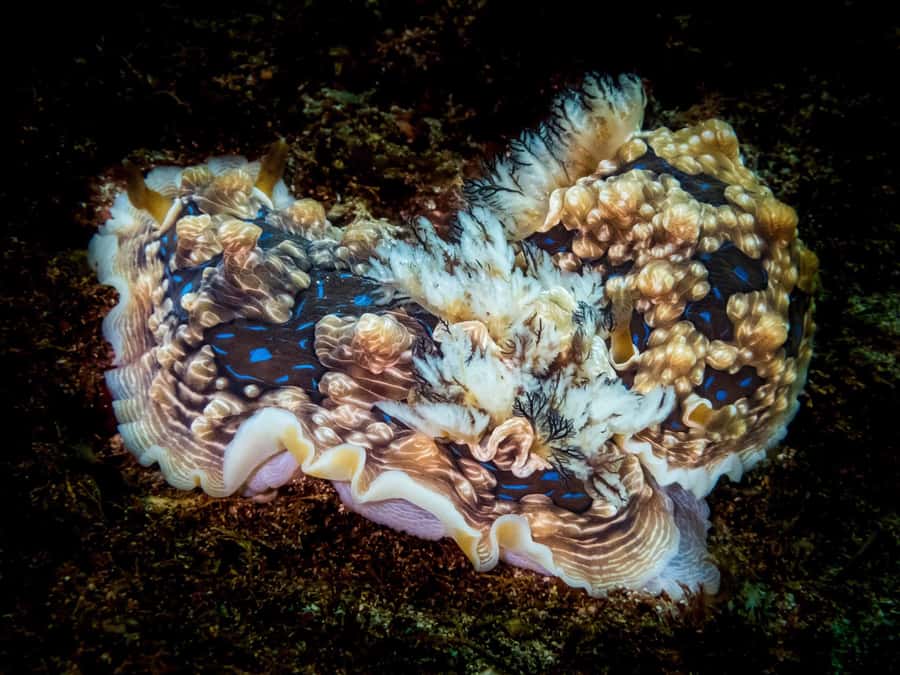 Goat Island Try Scuba Diving Experience - Is $166 a fair price?