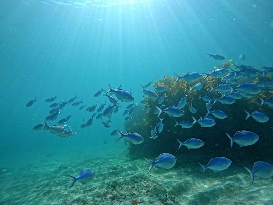 Goat Island Try Scuba Diving Experience - Learning the equipment before entering deeper water
