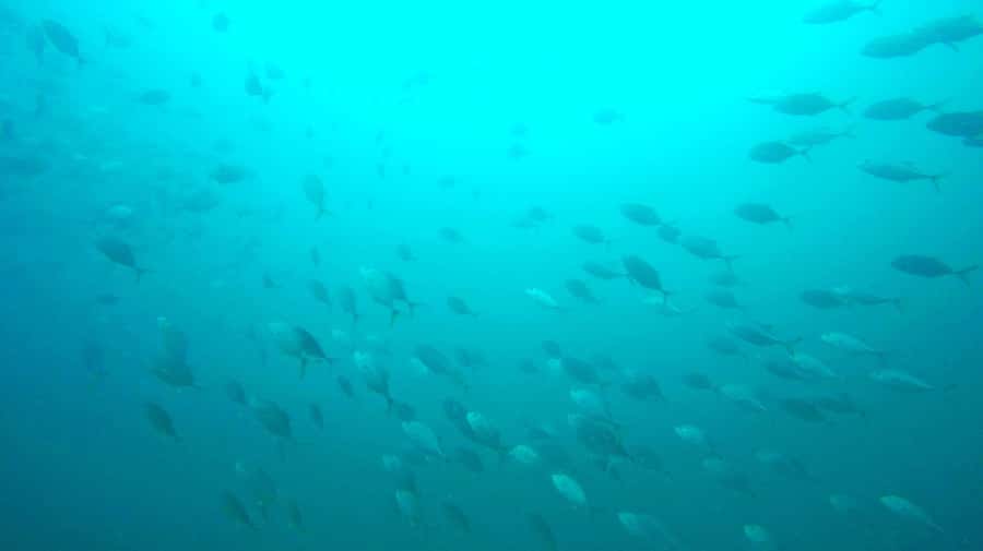 Gold Coast: 3-Day PADI Open Water Course - What the Gold Coast course actually teaches