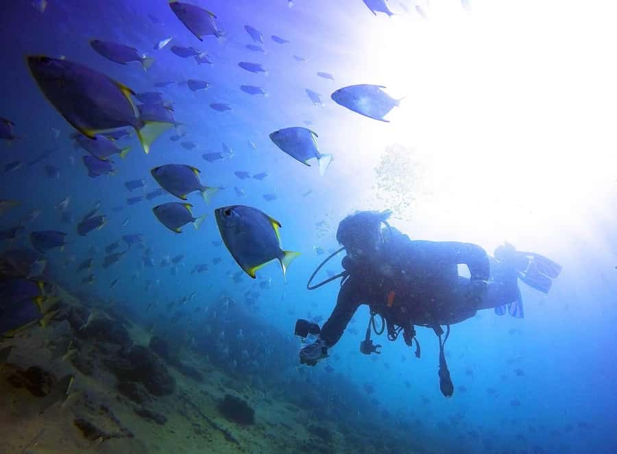 Gold Coast: 3-Day PADI Open Water Course - What the PADI qualification lets you do