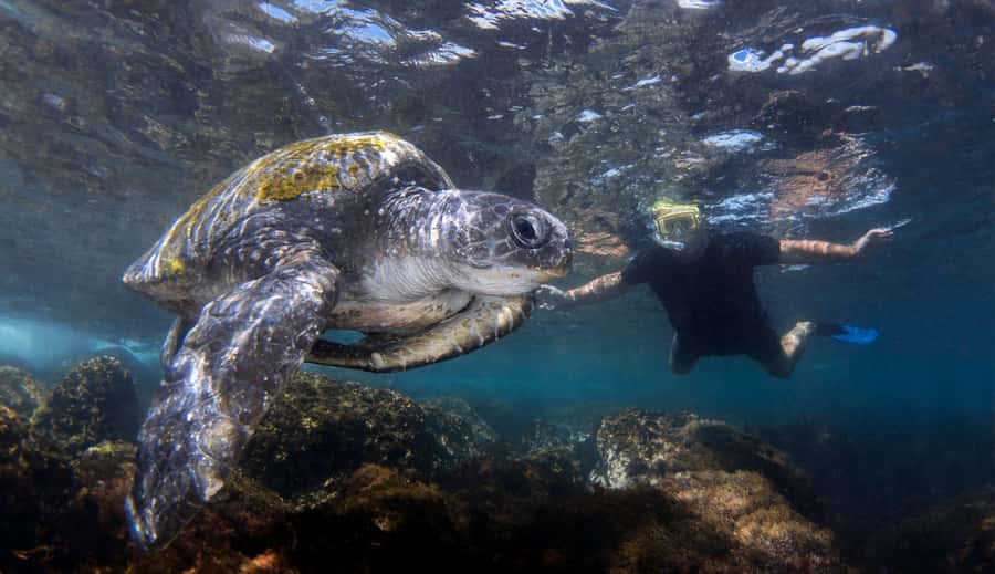 Gold Coast: Cook Island Marine Reserve Scuba Experience Dive - Why Cook Island is worth the boat ride