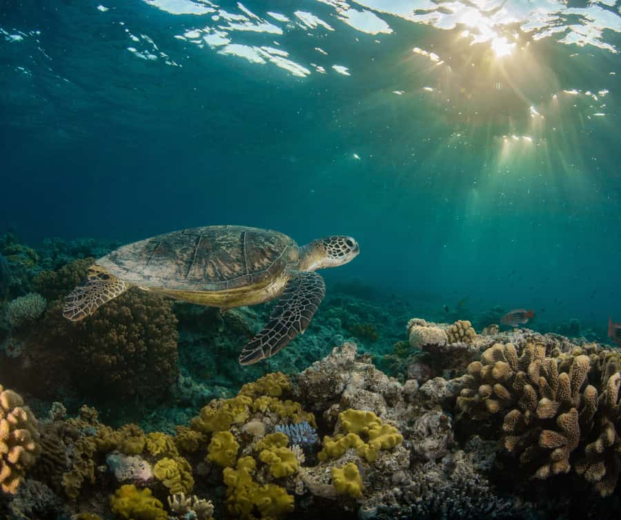 Gold Coast: Cook Island Marine Reserve Scuba Experience Dive - My verdict on the Cook Island Marine Reserve trip