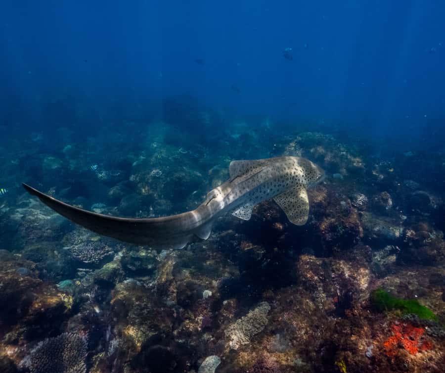 Gold Coast: Cook Island Marine Reserve Scuba Experience Dive - FAQ