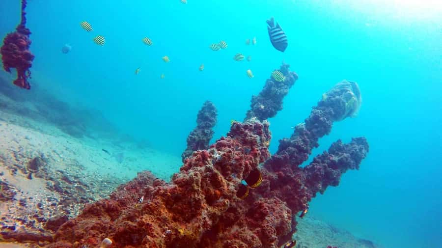 Gold Coast: Introductory SCUBA Diving Experience - Key points to know before you book