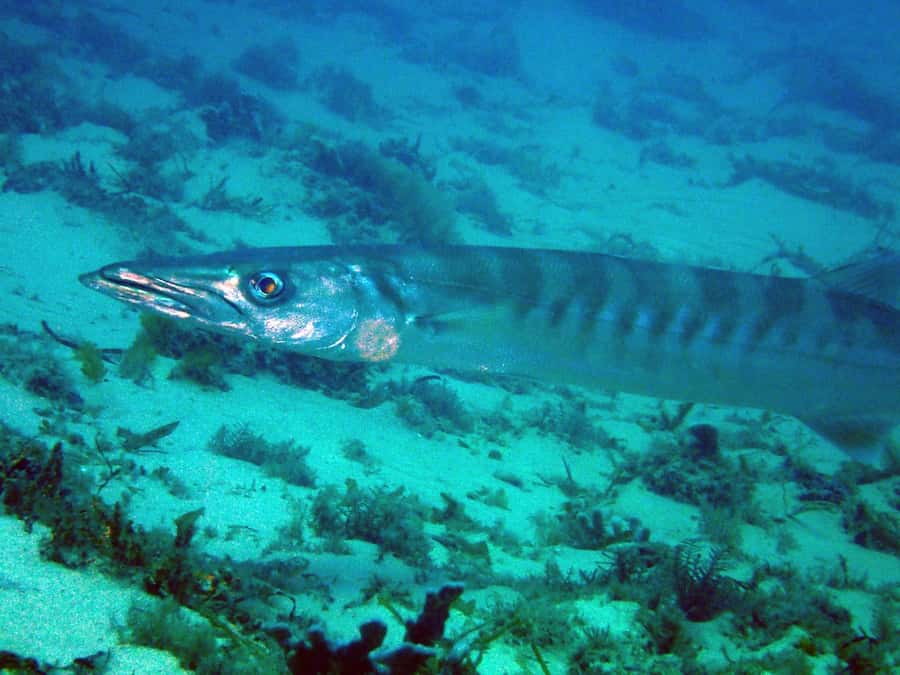 Gold Coast: Introductory SCUBA Diving Experience - Time to snorkel, float, and watch