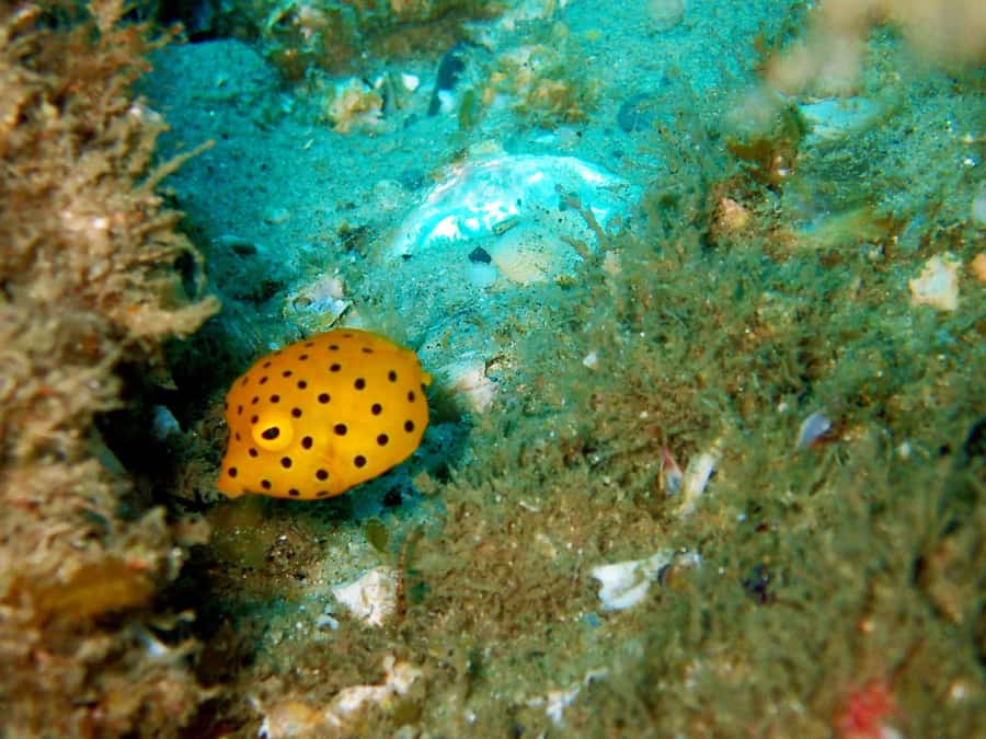 Gold Coast: Introductory SCUBA Diving Experience - Who will enjoy this most