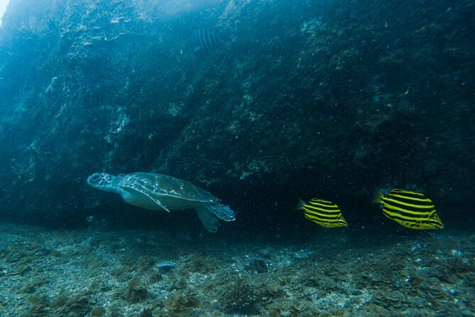 Gold Coast Learn to Dive – Open Water Certification Course - The strongest part: instructors who take care of people