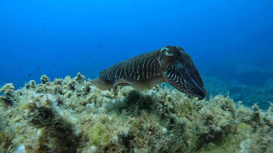 Gozo: Discover Scuba Diving Experience for Beginners - Quick take: what makes this Gozo experience worthwhile