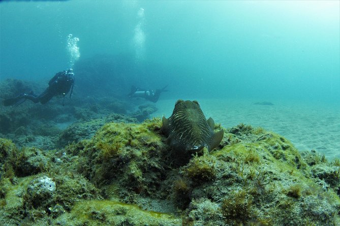 Gran Canaria 3 days / 6 dives in Various Locations - Key points at a glance