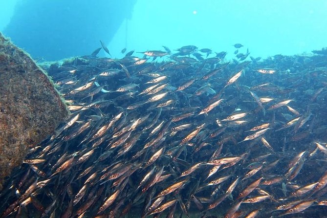 Gran Canaria 3 days / 6 dives in Various Locations - Marine life to look for below the surface