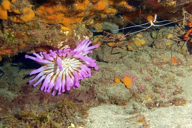 Gran Canaria 3 days / 6 dives in Various Locations - Who should choose these six sessions?