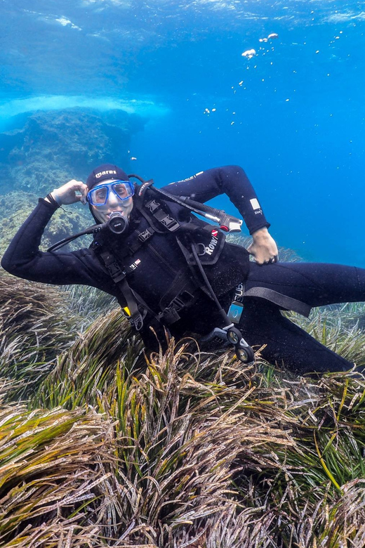Gran Canaria: Discover Scuba Diving Beginner Program - My verdict: book it for the lesson, not a guaranteed wildlife show