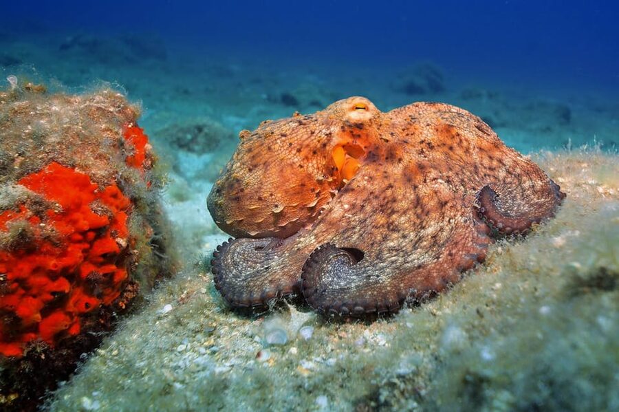 Gran Canaria: Discover Scuba Diving Beginner Program - Planning around the early start