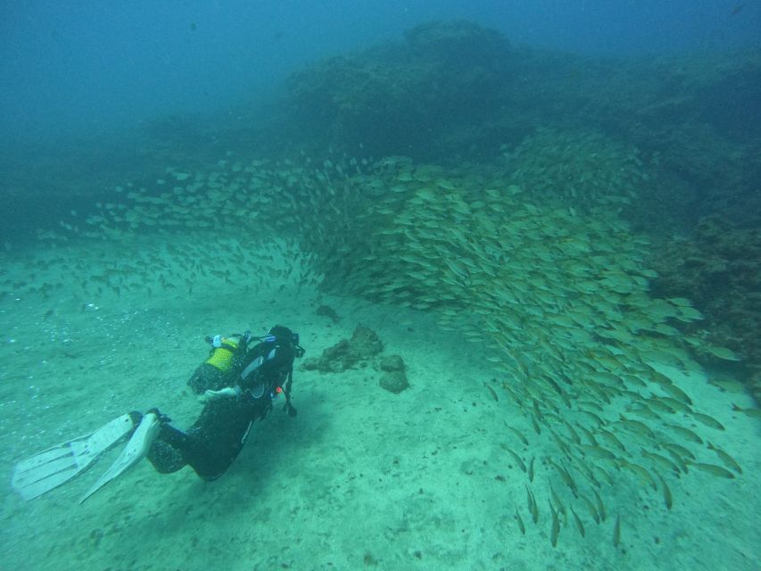 Gran Canaria: Discover Scuba Diving - Free Transfers - Key points to know before booking