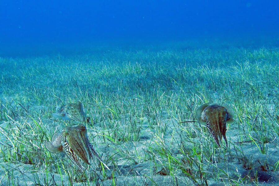 Gran Canaria:Live an Adventure and Learn to Dive with Expert - Descending to 6 meters in a protected bay