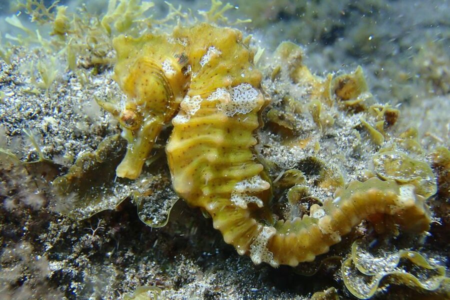 Gran Canaria:Live an Adventure and Learn to Dive with Expert - Beach time, drinks, and optional photos