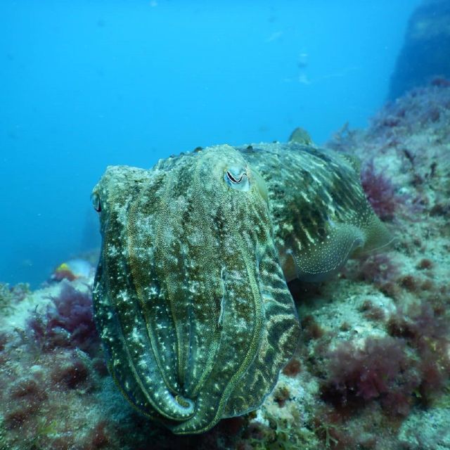 Gran Canaria: Morning Scuba Dive - Reefs, walls, caves, wrecks, and drift-style sites