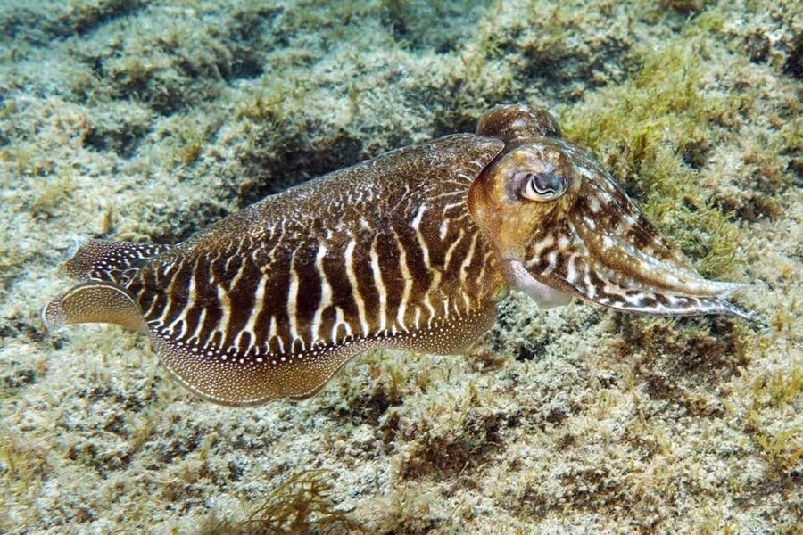 Gran Canaria: Scuba Diving for Beginners - Shallow-water practice before the real session