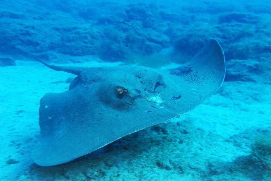 Gran Canaria: Scuba Diving for Beginners - Who will enjoy this most