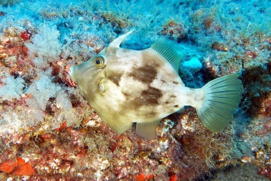 Gran Canaria: Scuba Diving for Beginners - Practical preparation for a smoother first attempt