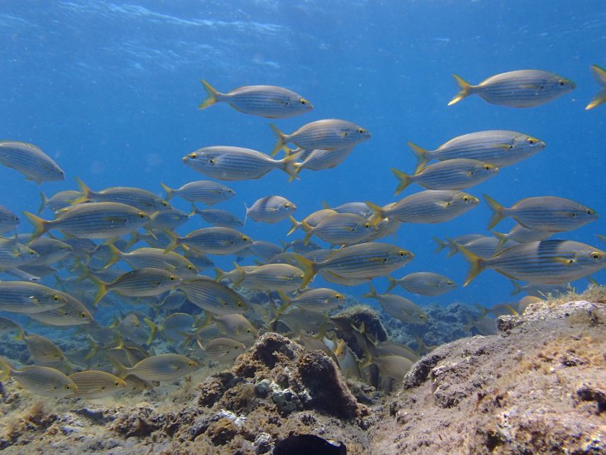 Gran Canaria Scuba Diving for Certified Divers - Marine life you may see beneath the surface