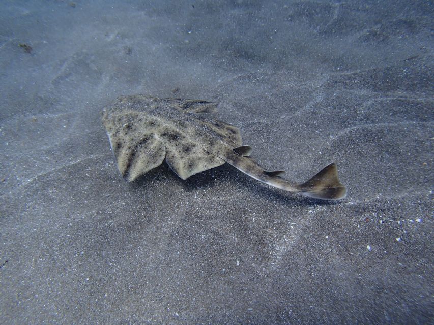 Gran Canaria Scuba Diving for Certified Divers - The small-group format and instructor support