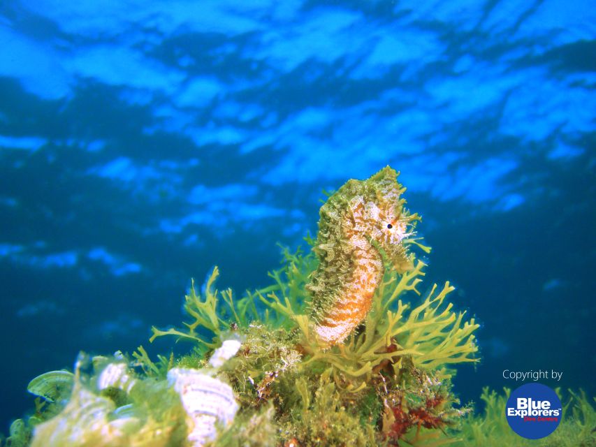Gran Canaria Scuba Diving for Certified Divers - Equipment, certification, and what to bring