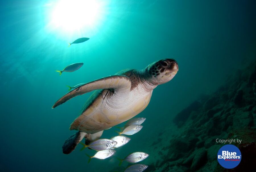 Gran Canaria Scuba Diving for Certified Divers - Is $141 good value?