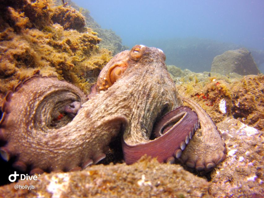 Gran Canaria: Try Scuba Diving for Beginners - The 30-minute safety briefing