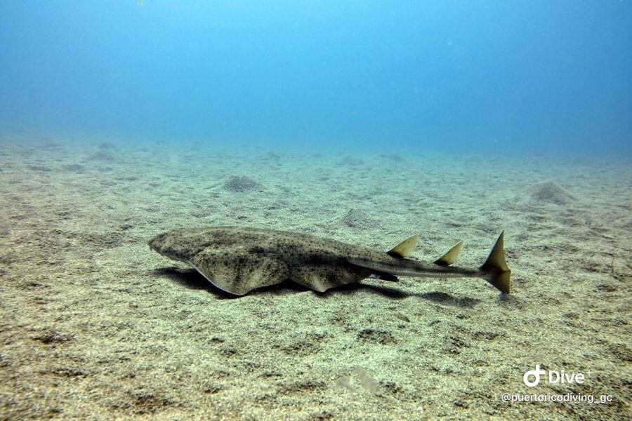 Gran Canaria: Try Scuba Diving for Beginners - Shallow-water practice before the main session
