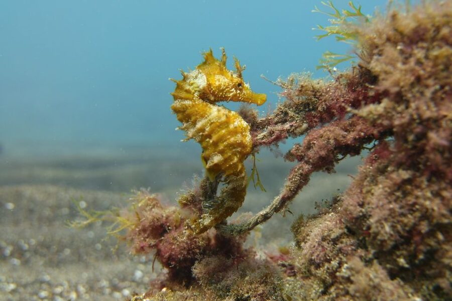 Gran Canaria: Try Scuba Diving for Beginners - Who will enjoy this most