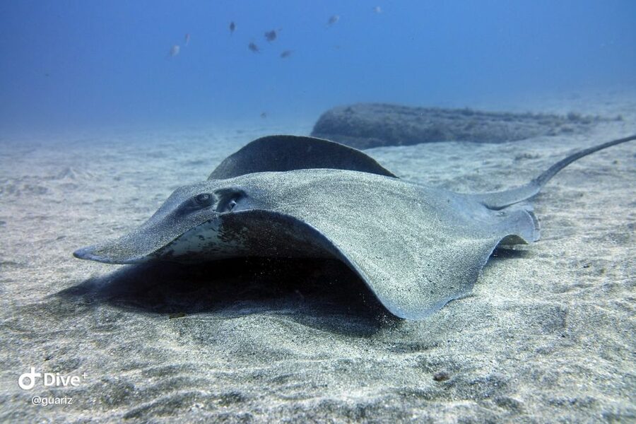Gran Canaria: Try Scuba Diving for Beginners - What to bring and how to prepare