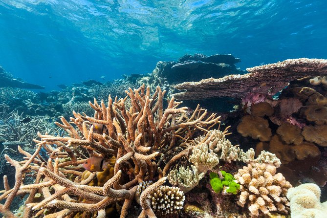 Great Barrier Reef Snorkeling and Diving Cruise from Cairns - Barbecue lunch with a practical Australian spread