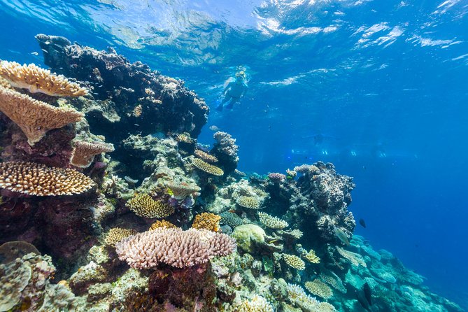 Great Barrier Reef Snorkeling and Diving Cruise from Cairns - The return trip includes snacks and live music