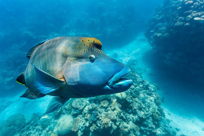 Great Barrier Reef Snorkeling and Diving Cruise from Cairns - How much value do you get for $190.07?