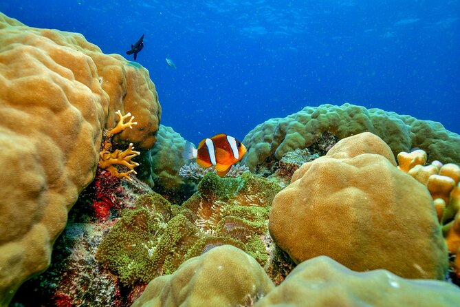 Great Barrier Reef with Cultural Guides-Dreamtime Dive & Snorkel - What the cultural program adds