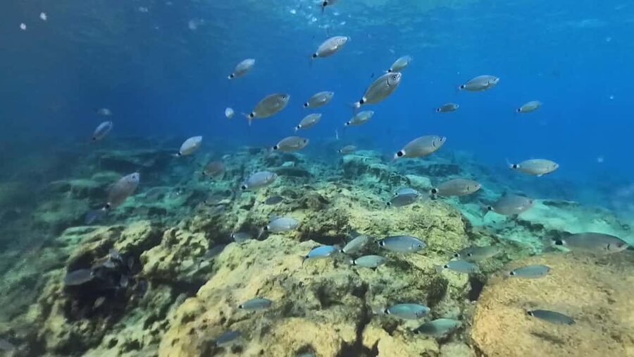 Green Bay Cyprus - Scuba diving - Guided Dive or Try Dive - My advice for making the most of it
