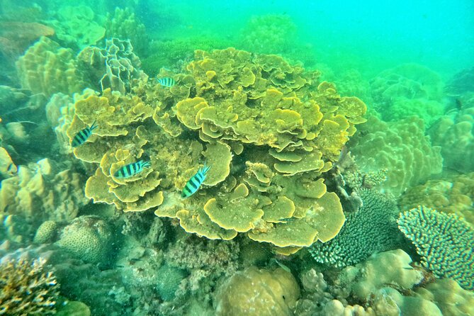 [GROUP] SCUBA DIVING For Beginners in Phu Quoc Island (TRY DIVE) - Five things to know before booking