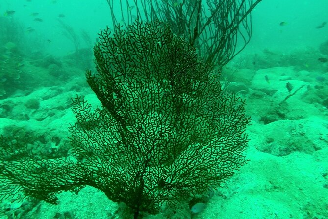 [GROUP] SCUBA DIVING for Certified Divers in Phu Quoc Island - Final verdict: book it if the basics suit you