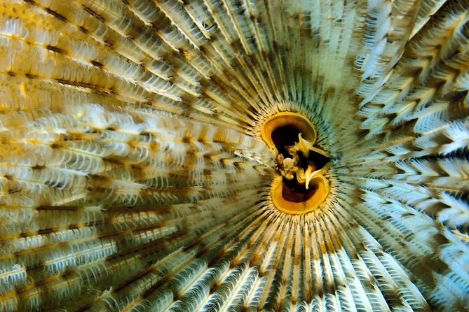 [GROUP] SCUBA DIVING for Certified Divers in Phu Quoc Island - Equipment and instructor support