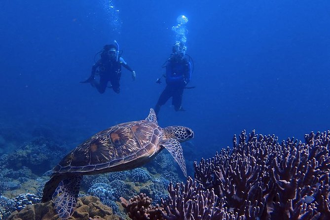 Guam's Best Beach Diving! Beginner and Advanced Dives - Starting at Guam Ocean Adventures in Piti
