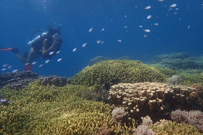 Guam's Best Beach Diving! Beginner and Advanced Dives - A second descent gives you time to settle in