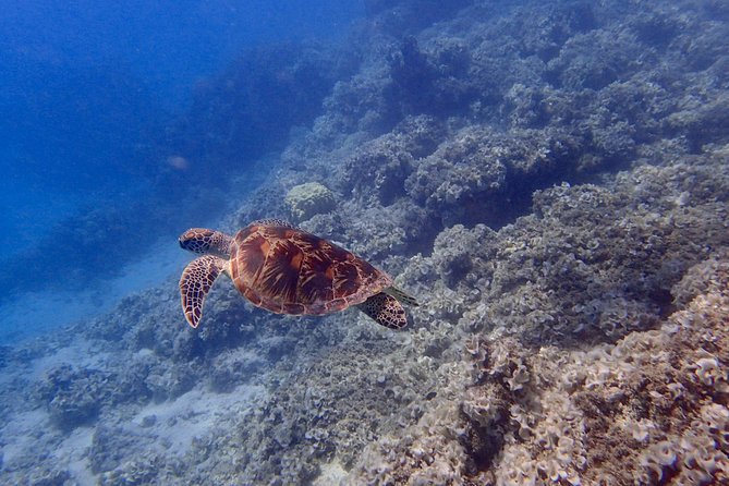 Guam's Best Beach Diving! Beginner and Advanced Dives - Marine life, coral, and the chance of turtles