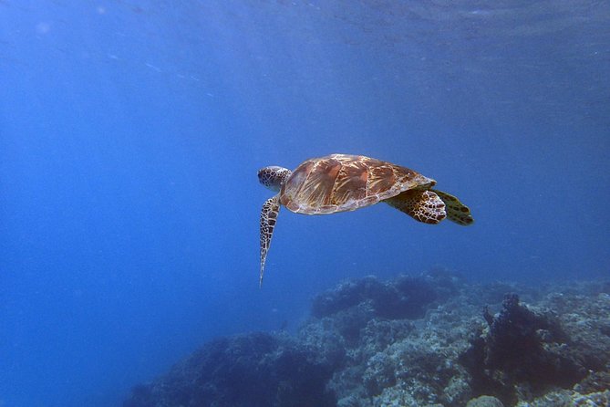 Guam's Best Beach Diving! Beginner and Advanced Dives - Weather, fitness, and what to bring