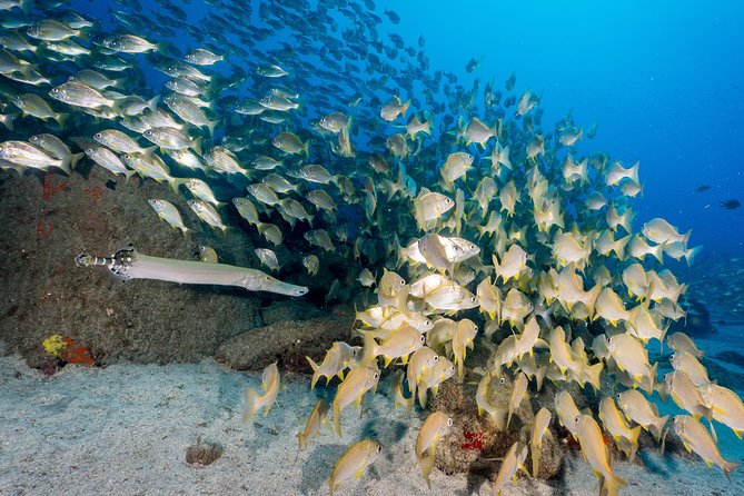 Guided Boat Dives for Certified Divers - The harbor break between sessions